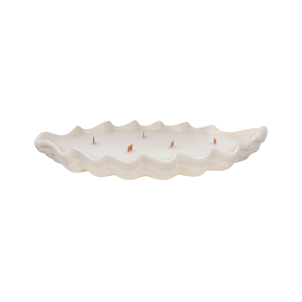Low Seashell White Succulent