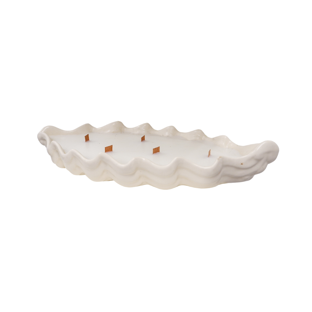 Low Seashell White Succulent